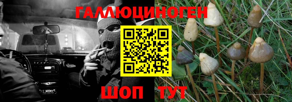 Краснодар  Псилоцибиновые грибы Psilocybe  Вход с VPN 